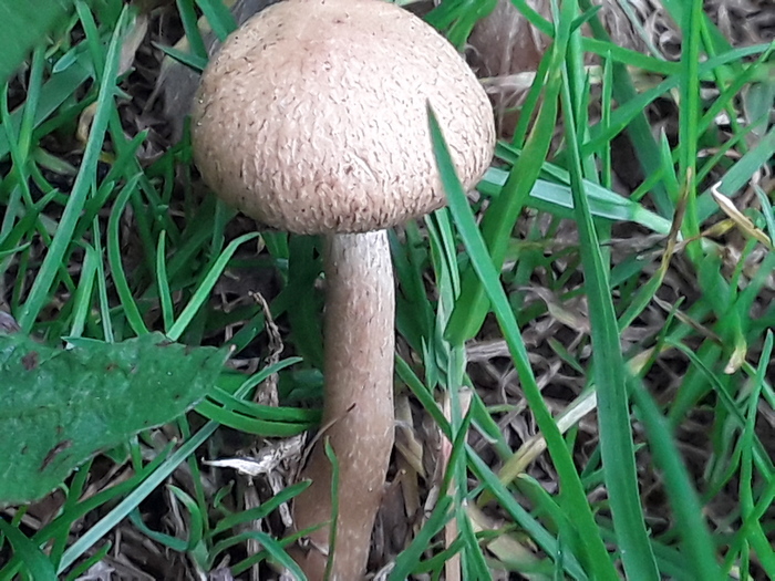 Гриб в траве