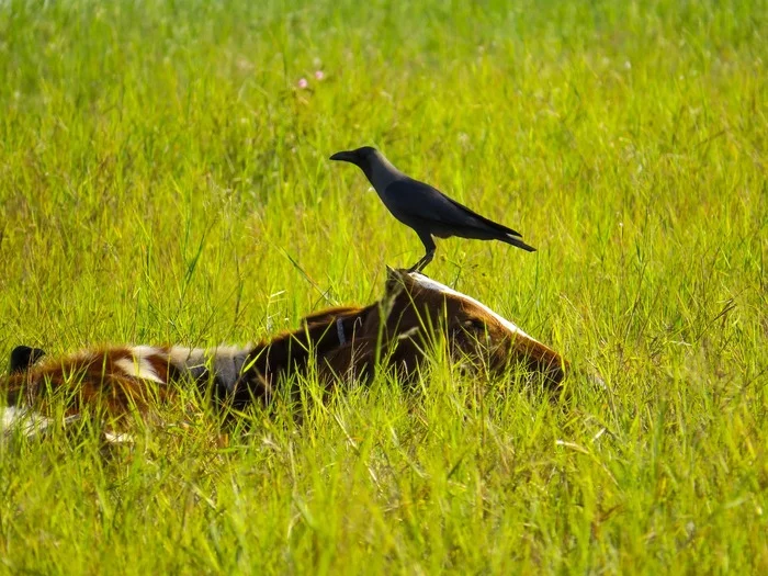 The story of how calves and ducklings are friends and help each other - My, Сельское хозяйство, Cow, Ducklings, Bull, Interesting, Pets, Village, Муха, , Gadfly, Horsefly, Midges, Useful, Entertaining, Video, Longpost