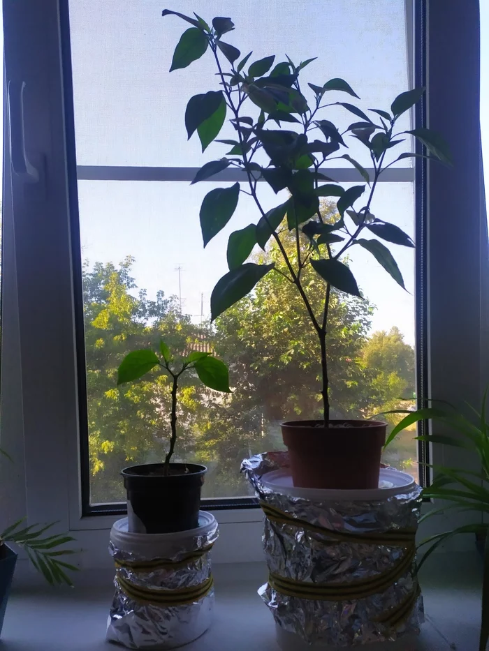 Beginner pepper. - My, Jalapeno, Habanero, Gardener, Longpost