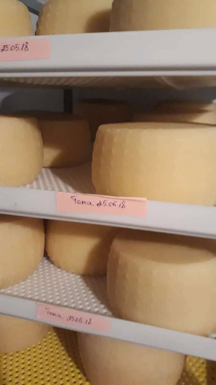 Which cheese crusts are edible and which are not. - Longpost, Video, Mold, Cheese making, Cheese, My