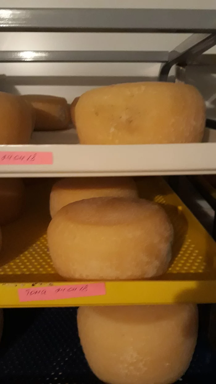 Which cheese crusts are edible and which are not. - Longpost, Video, Mold, Cheese making, Cheese, My
