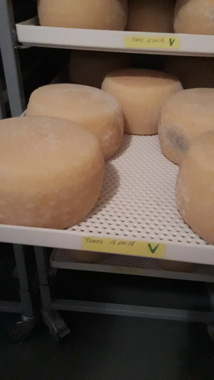 Which cheese crusts are edible and which are not. - Longpost, Video, Mold, Cheese making, Cheese, My