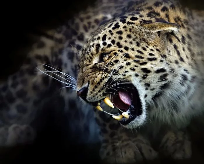 Rage - Leopard, Big cats, Cat family, Predator, The photo, Grin