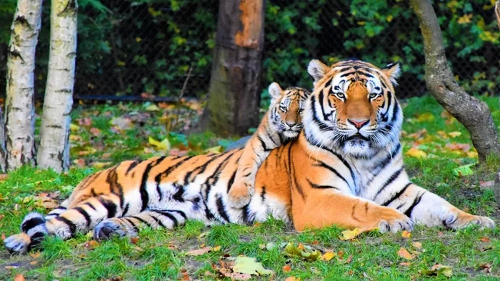 Baleen and striped summit: how and why International Tiger Day appeared - Tiger, Amur tiger, Bengal tiger, Big cats, Cat family, Protection of Nature, Animal protection, Red Book, , Wild animals, Predator, Interesting, date, Longpost