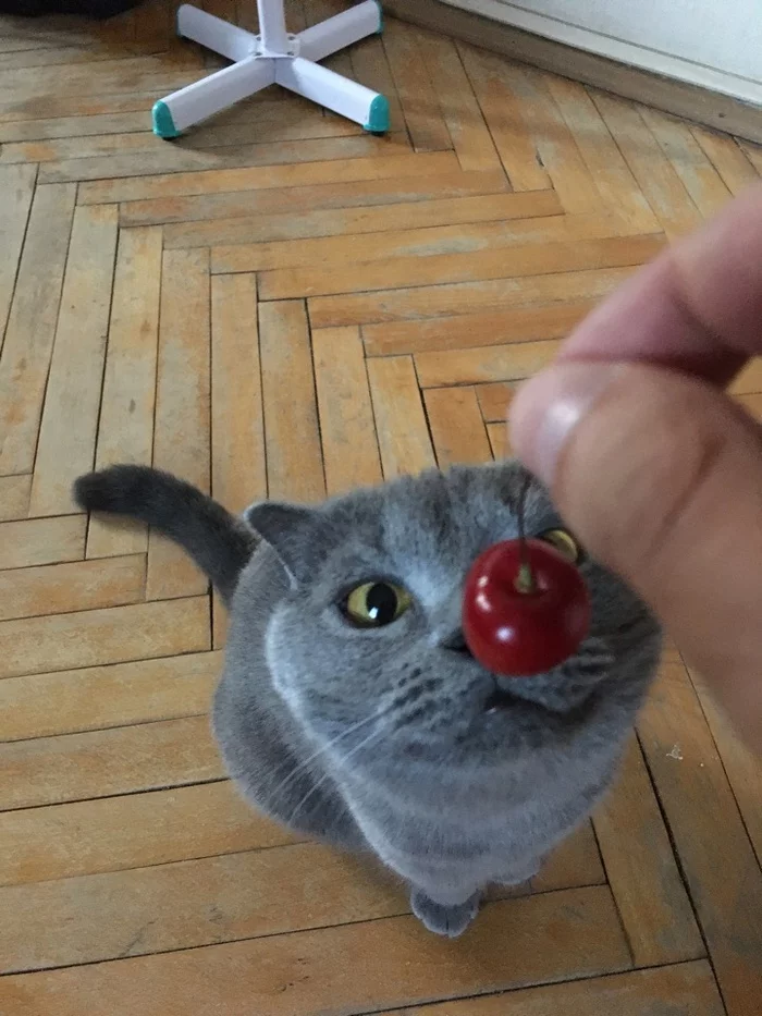 Jessica and cherry - My, cat, Cherries, Fan