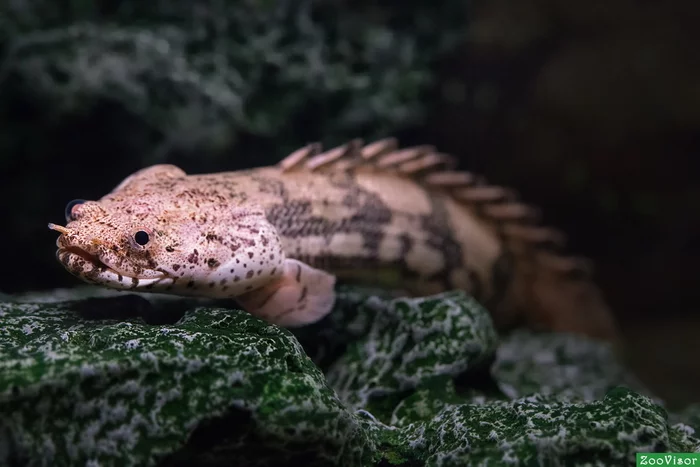 Completion of the story of the paralysis of Polypterus Endlicher - My, Aquarium, Aquarium, Polypterus, Video