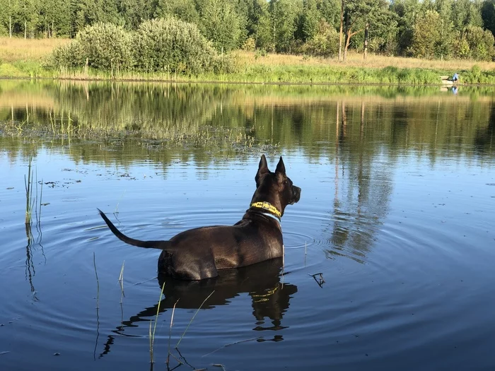 Summer in the countryside - My, Pitbull, Thai Ridgeback, Dog, Summer