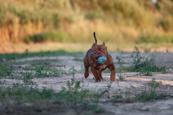 Как рожают американские булли. Смотреть фото Как рожают американские булли. Смотреть картинку Как рожают американские булли. Картинка про Как рожают американские булли. Фото Как рожают американские булли Как рожают американские булли. Смотреть фото Как рожают американские булли. Смотреть картинку Как рожают американские булли. Картинка про Как рожают американские булли. Фото Как рожают американские булли