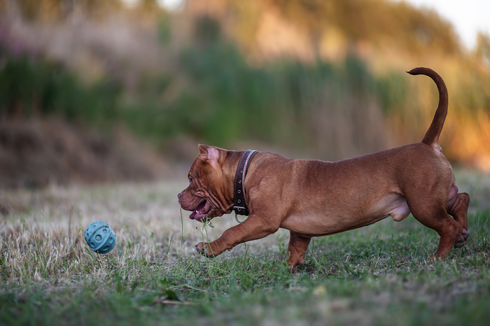 Как рожают американские булли. Смотреть фото Как рожают американские булли. Смотреть картинку Как рожают американские булли. Картинка про Как рожают американские булли. Фото Как рожают американские булли Как рожают американские булли. Смотреть фото Как рожают американские булли. Смотреть картинку Как рожают американские булли. Картинка про Как рожают американские булли. Фото Как рожают американские булли