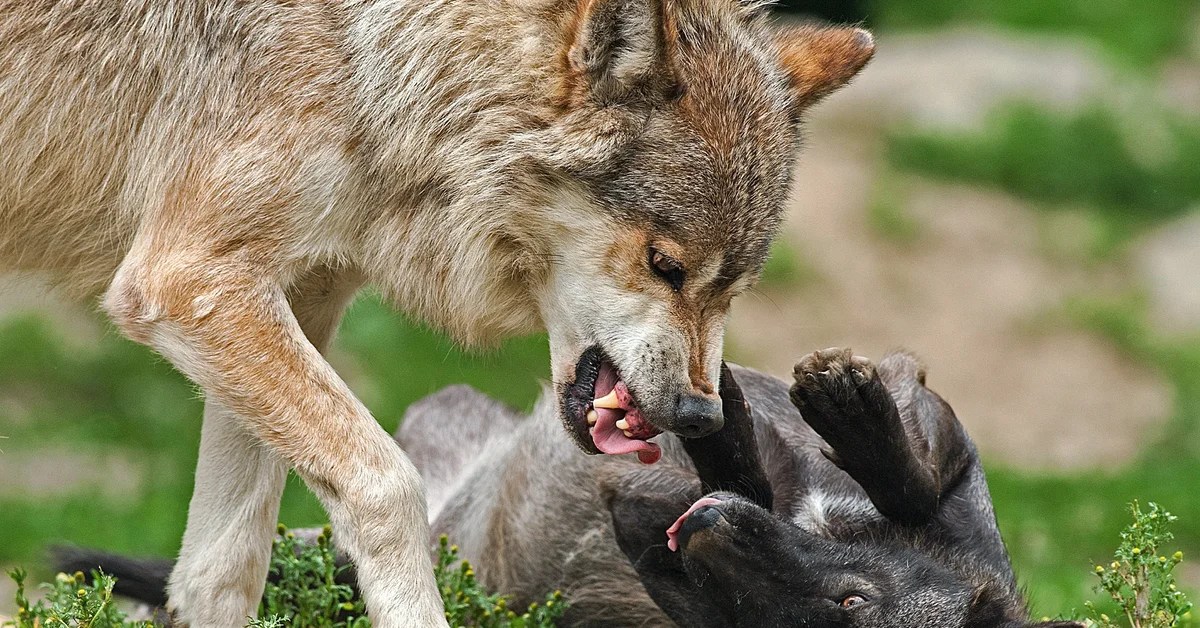 Сонник нападающий волк