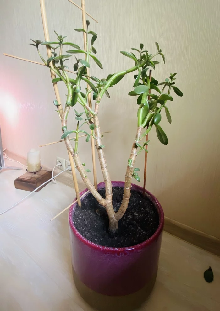 Fat girl - what can be done? - My, Houseplants, Crassula, Plant growing, Flowers, Plants