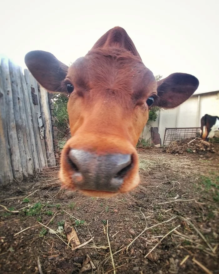 Hello from the backyard - My, Village, Calf, Mobile photography