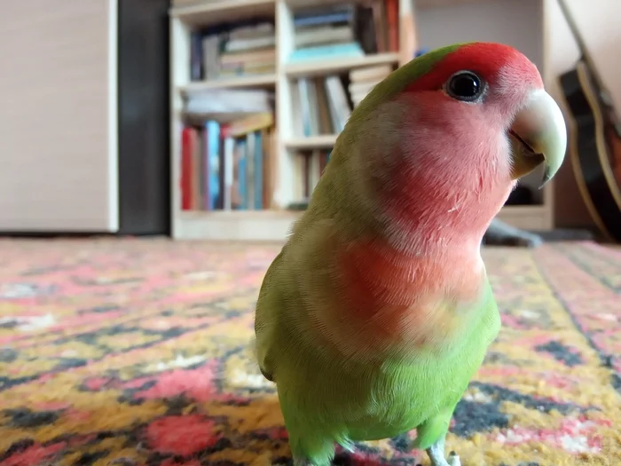 My parrot - My, A parrot, Handsome, Milota