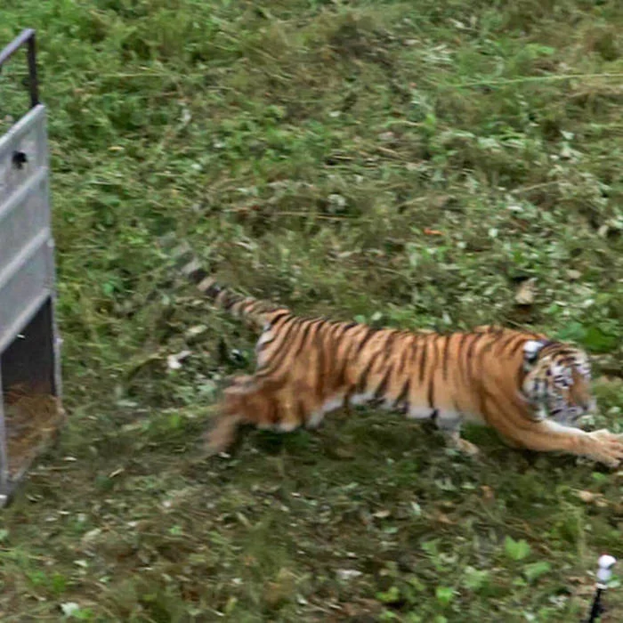 In Primorye, after 3 months of rehabilitation, a tigress was released into the wild - Tiger, Amur tiger, Big cats, Primorsky Krai, Rehabilitation centers, Alekseevka, Conflict, Khasan district, , Cat family, Predator, Wild animals, Rare view, beauty of nature, Animal Rescue, Red Book, Animal protection, Video, Longpost, Positive, Interesting