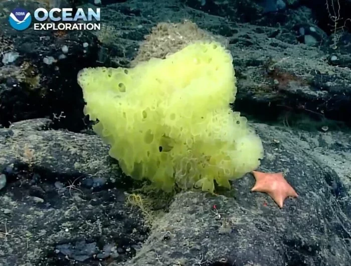 Unusual find at the bottom of the ocean - SpongeBob, Ocean, The photo, Scientists, Deep-sea inhabitants, Garbage