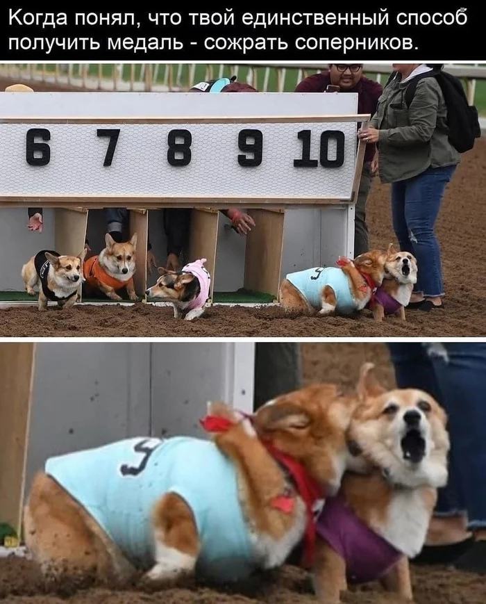 I'll snatch victory with my teeth - Dog, Corgi, Race, Kus, Repeat