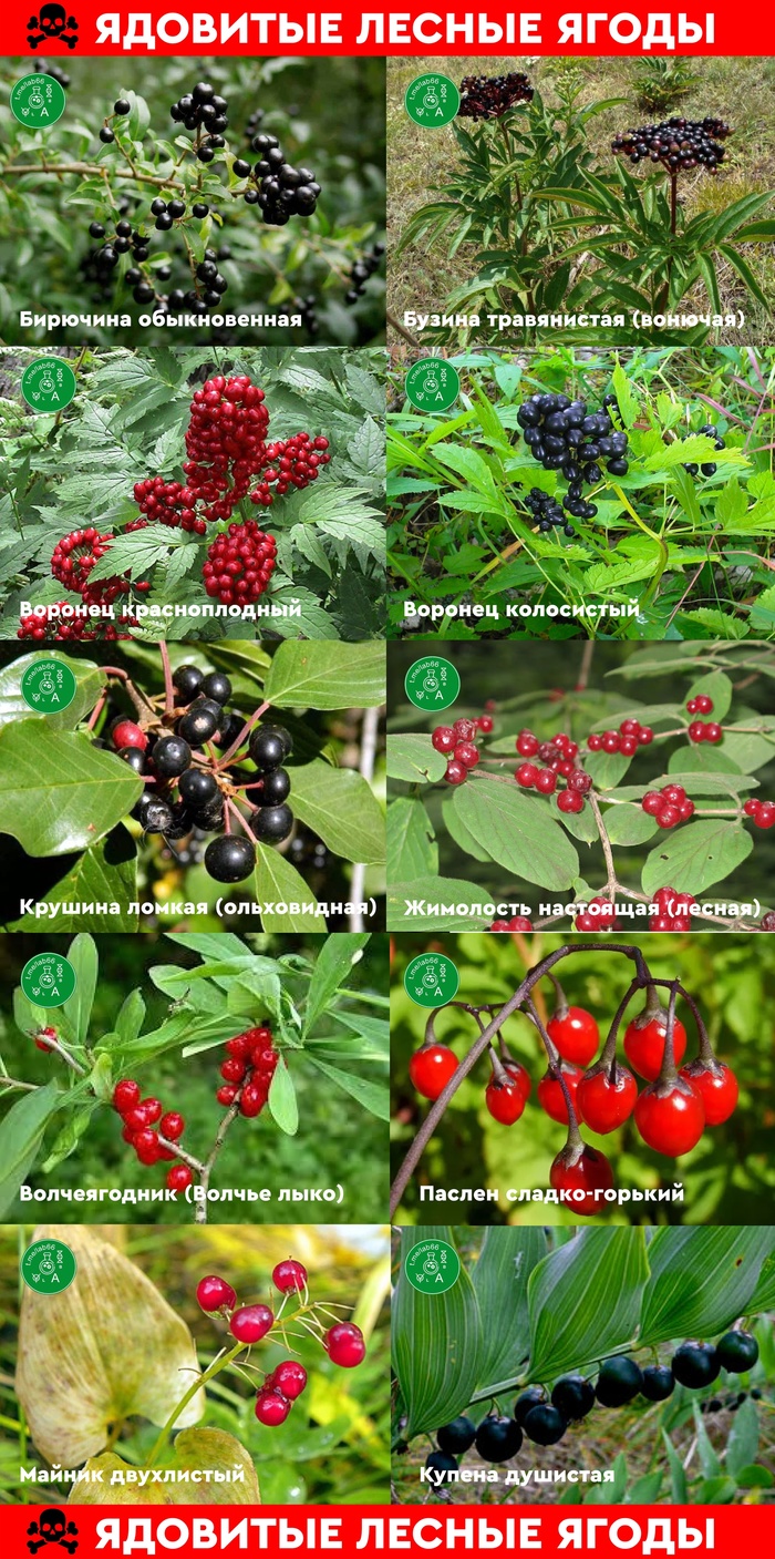Памятка. Ядовитые лесные ягоды (rev. 1.0) Яд, Токсины, Ягоды, Отравление, Длиннопост