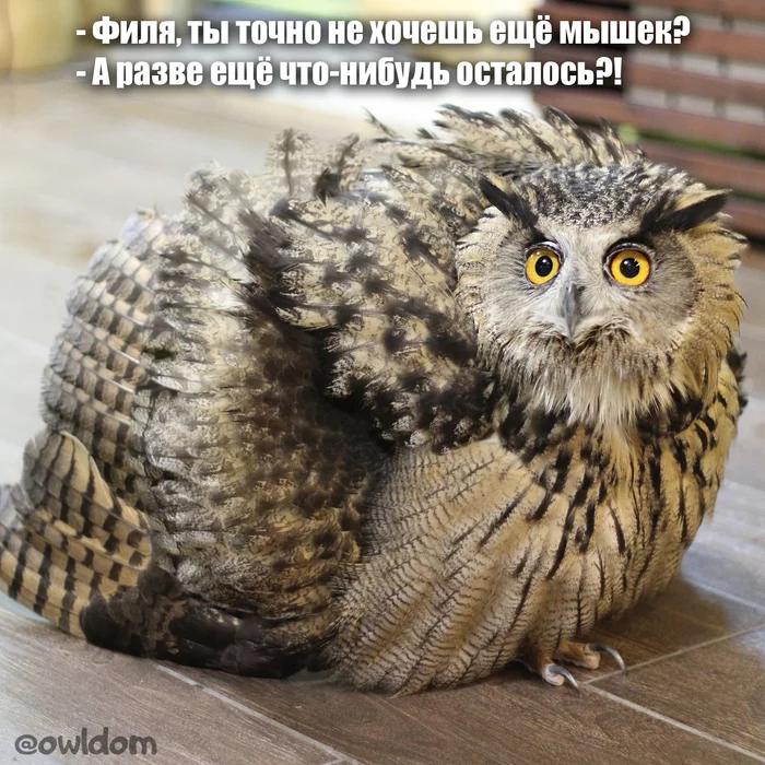 Owl memes #14 - My, Owl, Memes, Humor, Food, Obesity, Binge eating