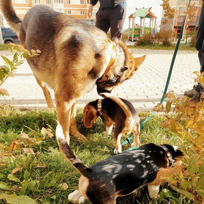 The mentor supervises the first walk of two beagle cubs - My, The photo, Dog, Beagle, German Shepherd, Animals, Pets