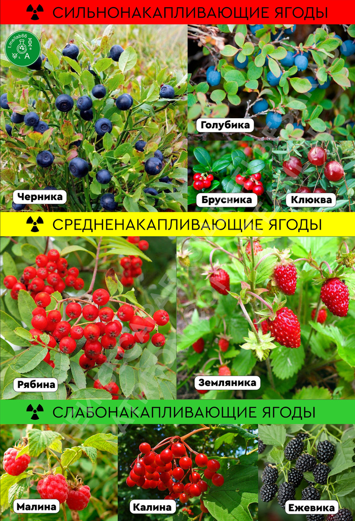 Лесные ягоды - накопители радиации Ягоды, Радиация, Цезий