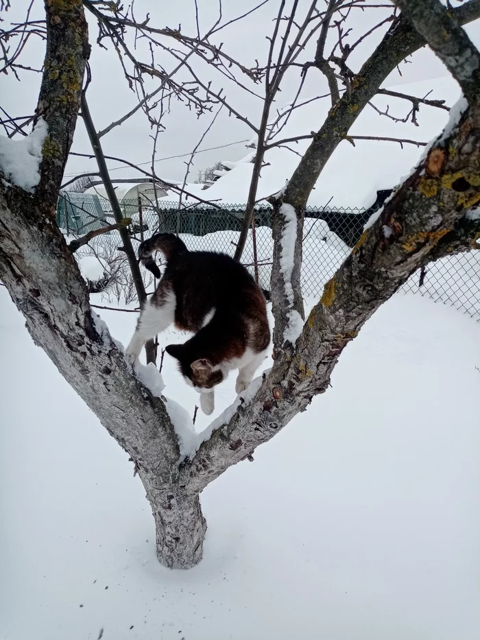 Let's remember the winter .. In the photo, the Skoda cat - My, Tricolor cat, Winter, cat