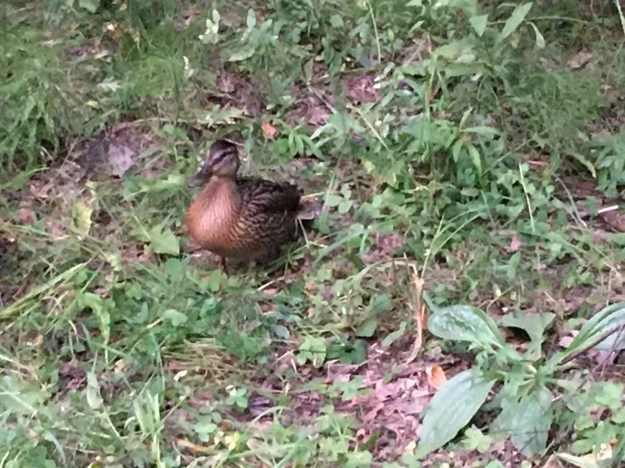 Duck in the forest))) - My, Nature, Mallard duck, Duck