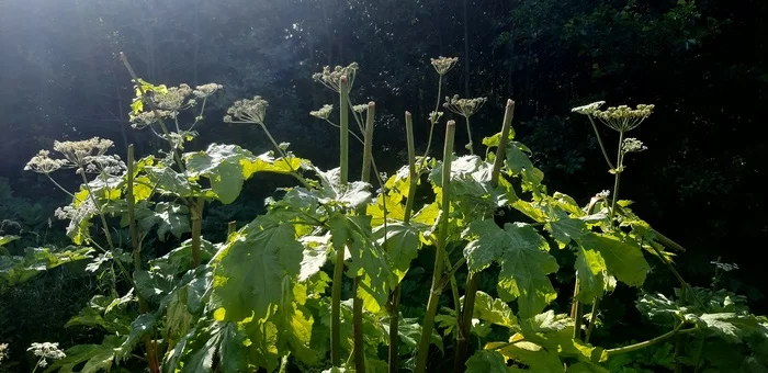 I, the hogweed fighter - My, Hogweed, Persistence, , Video, Longpost, Tag