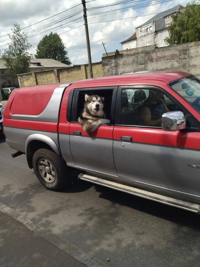 Pesel - My, Dog, Car, Cool guy, Longpost, Alaskan Malamute