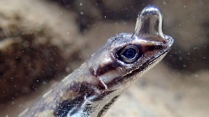 Учимся дышать под водой - Дикие животные, Ящерица, Дыхание, Интересное, The National Geographic