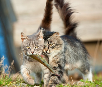 Serious guys) - cat, A fish, Mining