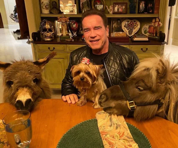 Арнольду Шварценеггеру - 74 года! Вспомним несколько его лучших фильмов ( на мой взгляд ) Актеры и актрисы, Голливуд, Арнольд Шварценеггер, День рождения, Фильмы, Яндекс Дзен, Длиннопост