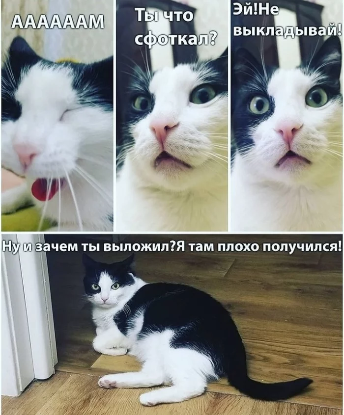 КОТЭ - Моё, Кот, Фотография, Картинка с текстом, Домашние животные, Эмоции