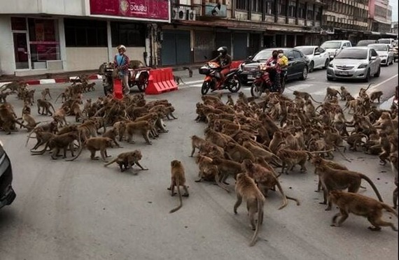 Сотни обезьян устроили разборки с массовой дракой посреди дороги. Не Москва Драка, Обезьяна, Видео, Таиланд, Животные, Вертикальное видео