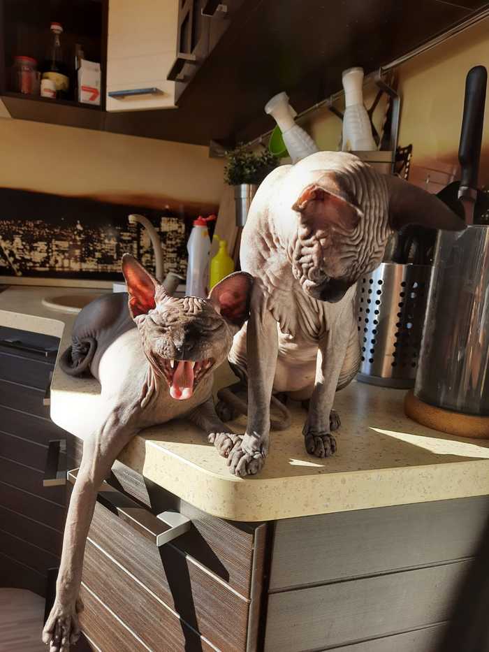 Sphinxes - My, Canadian sphinx, Pets, cat