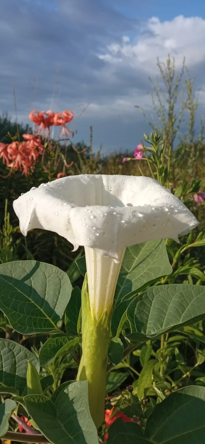 After the rain - My, Mobile photography, Flowers, Drops, Garden, Datura, Longpost