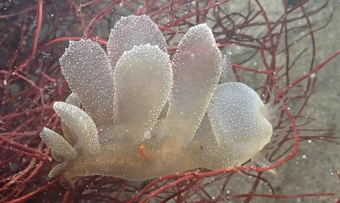 Melibe leonina: Creepy clam spreads its mouth hood to collapse its prey in it - Clam, Ocean, Predator, Yandex Zen, Animal book, Longpost