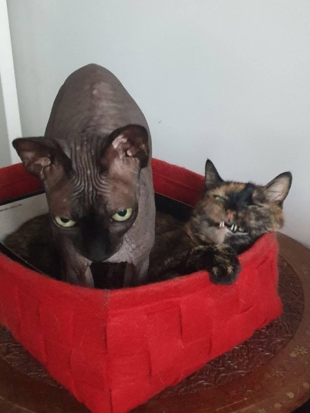 Лето, жара, потный сосед в маршрутке