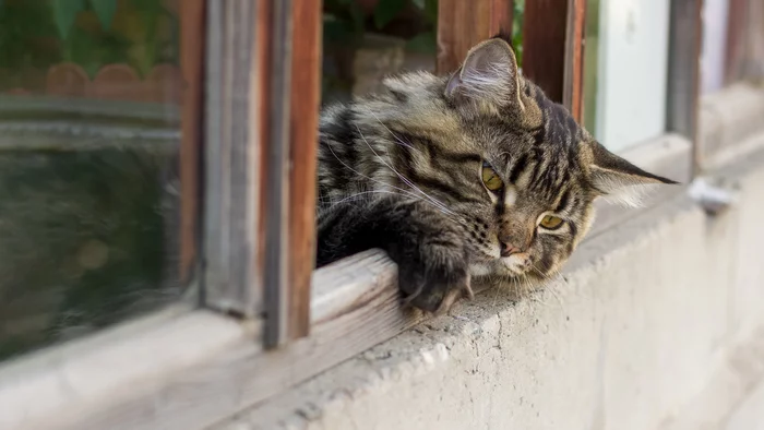 Sadness of a cat - My, cat, Maine Coon