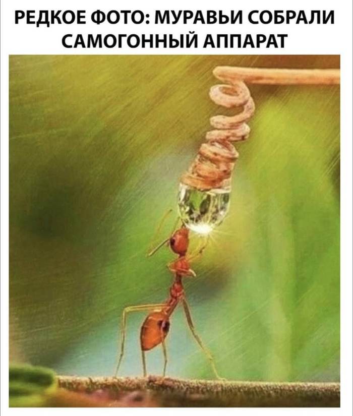 Этот увлекательный микромир