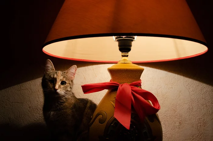 My cat lamp - My, cat, Time for drop dead stories, Лампа, Milota