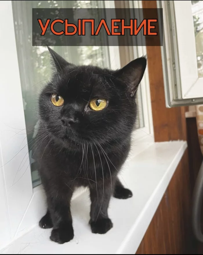 Help! The woman decided to euthanize a healthy cat so as not to move out of a rented hut in Moscow - In good hands, The strength of the Peekaboo, cat, Animal Rescue, No rating, SOS, Moscow, Video, Longpost, Shelter Cotoland