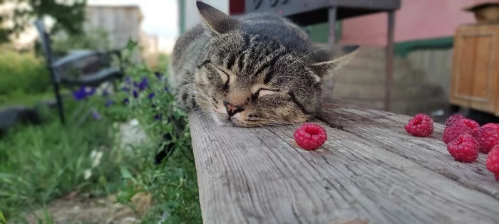 Кот Василий и малинка - Кот, Малина, Деревня