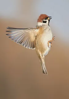 Cyka, where are the sparrows?! - Question, Grief, Sparrow, Birds