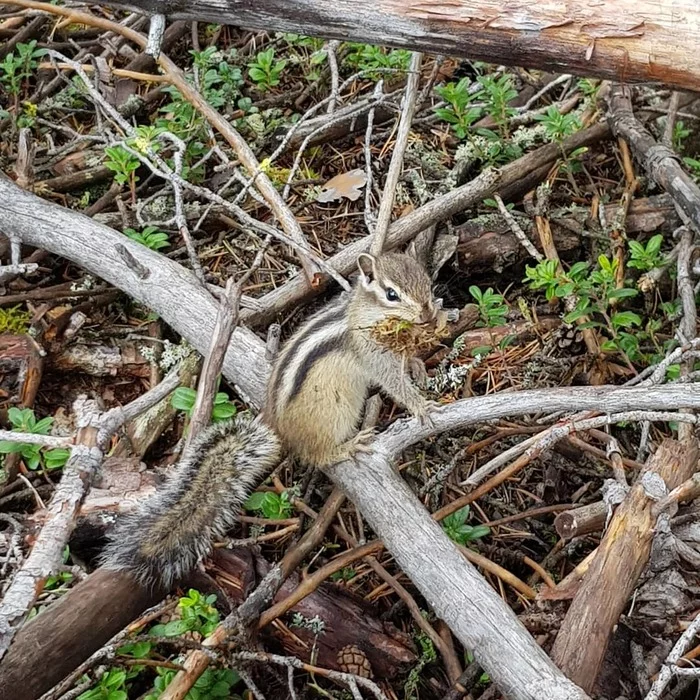 Walk in the woods - My, Forest, Mushrooms, Squirrel, Walk in the woods, Longpost, Chipmunk