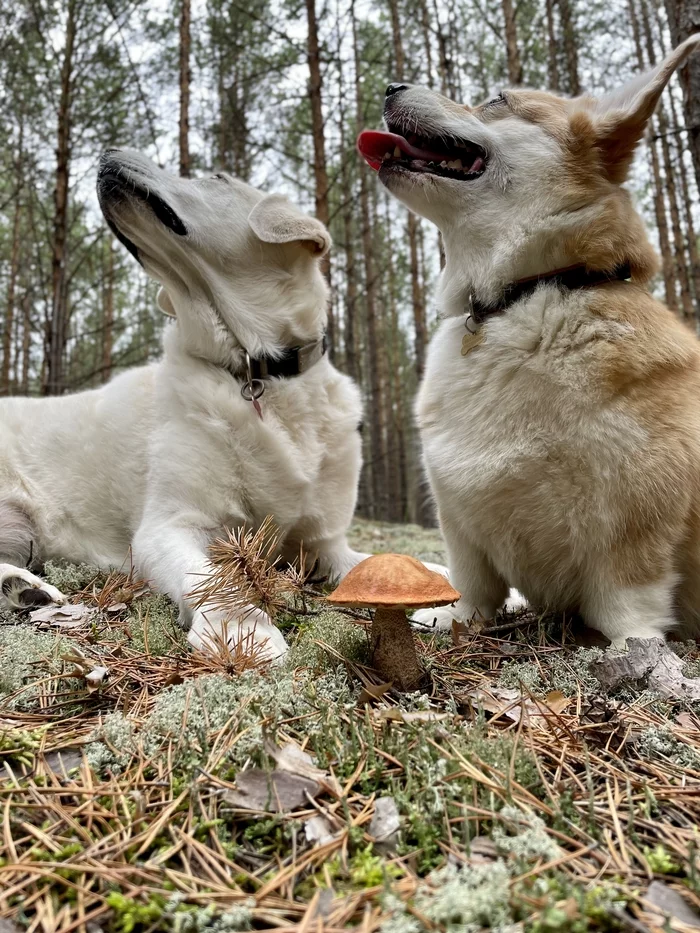 Silent hunt - My, Dog, Mushrooms, Silent hunt, Walk, Longpost