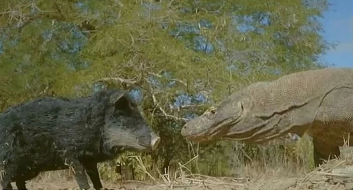 Robot pig captures its annihilation by three Komodo dragons - Robot, Pig, Monitor lizard, Death, The photo, Video, BBC