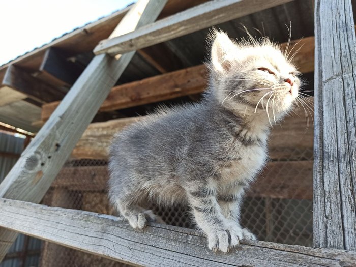 Святой котец