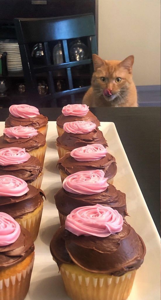 Tasting at the start - cat, Cake, Cake