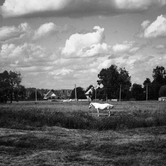 village in bw - My, Village, Summer, Black and white, Horses, Hut, Canon, Longpost, The photo