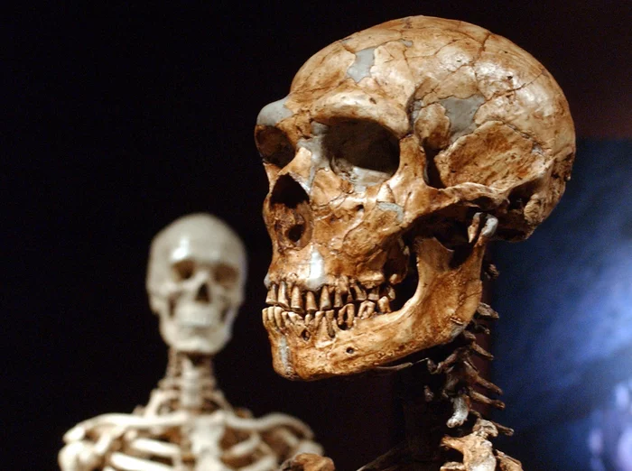 Only seven percent of the genome was found to be unique to modern humans. - My, Genome, DNA, Neanderthal, Homo sapiens, Denisovsky Man